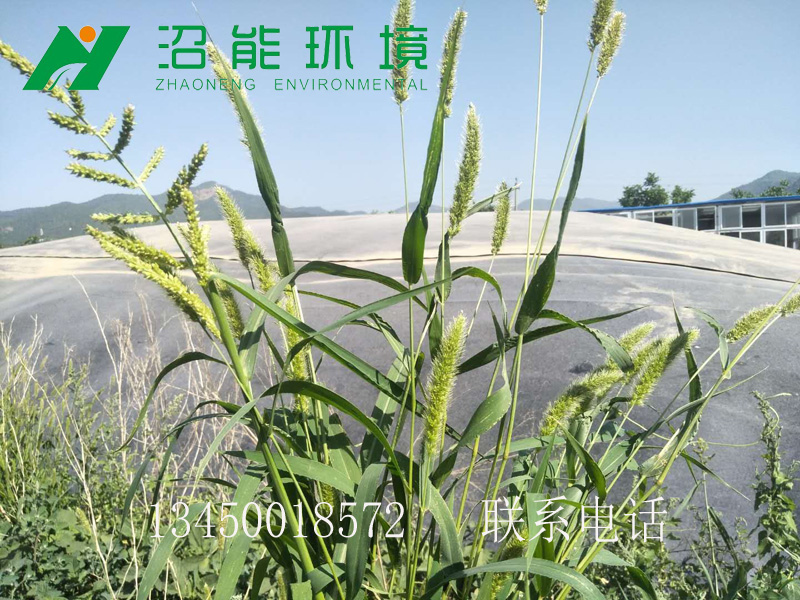 目前养殖（猪）场污水处理主要有哪些方法（方式）